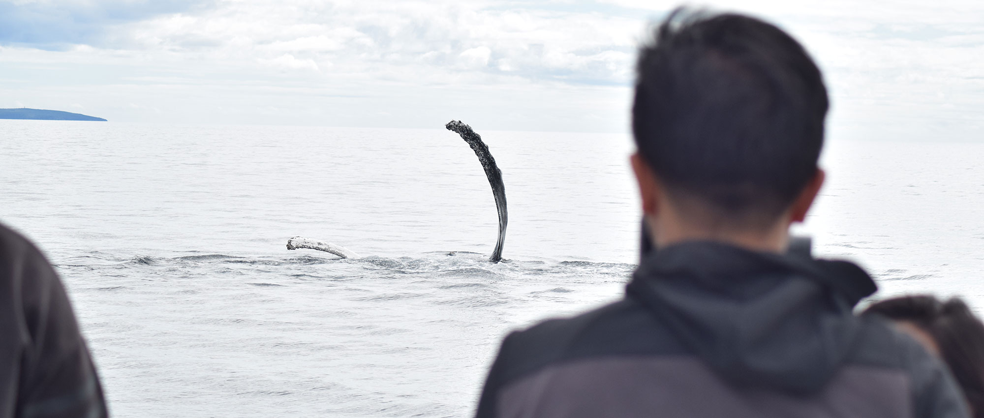 Whale fin reaching out of the water on the Augusta Whale Watching tour.