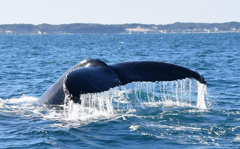 whale watching tour busselton