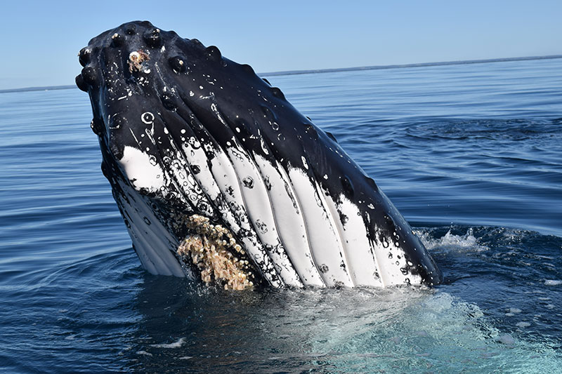 Photo of a Humpback whale 'spy hopping' - where a whale pushes his nose into the air upwards out of the water.