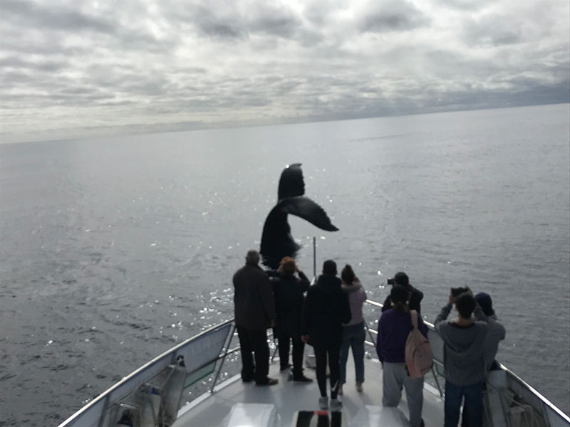 People onboard a boat watching a whale pushing his tail into the air.