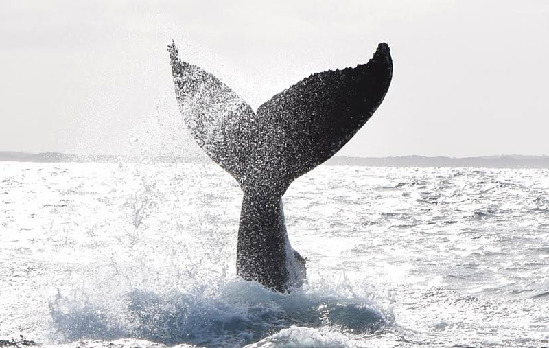 Whales Tail 'Fluking' on the Busselton Whale Watching Tour.